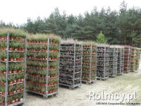 DREWEK plantskola för barrträd och prydnadsbuskar i Polen
