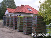 DREWEK plantskola för barrträd och prydnadsbuskar i Polen